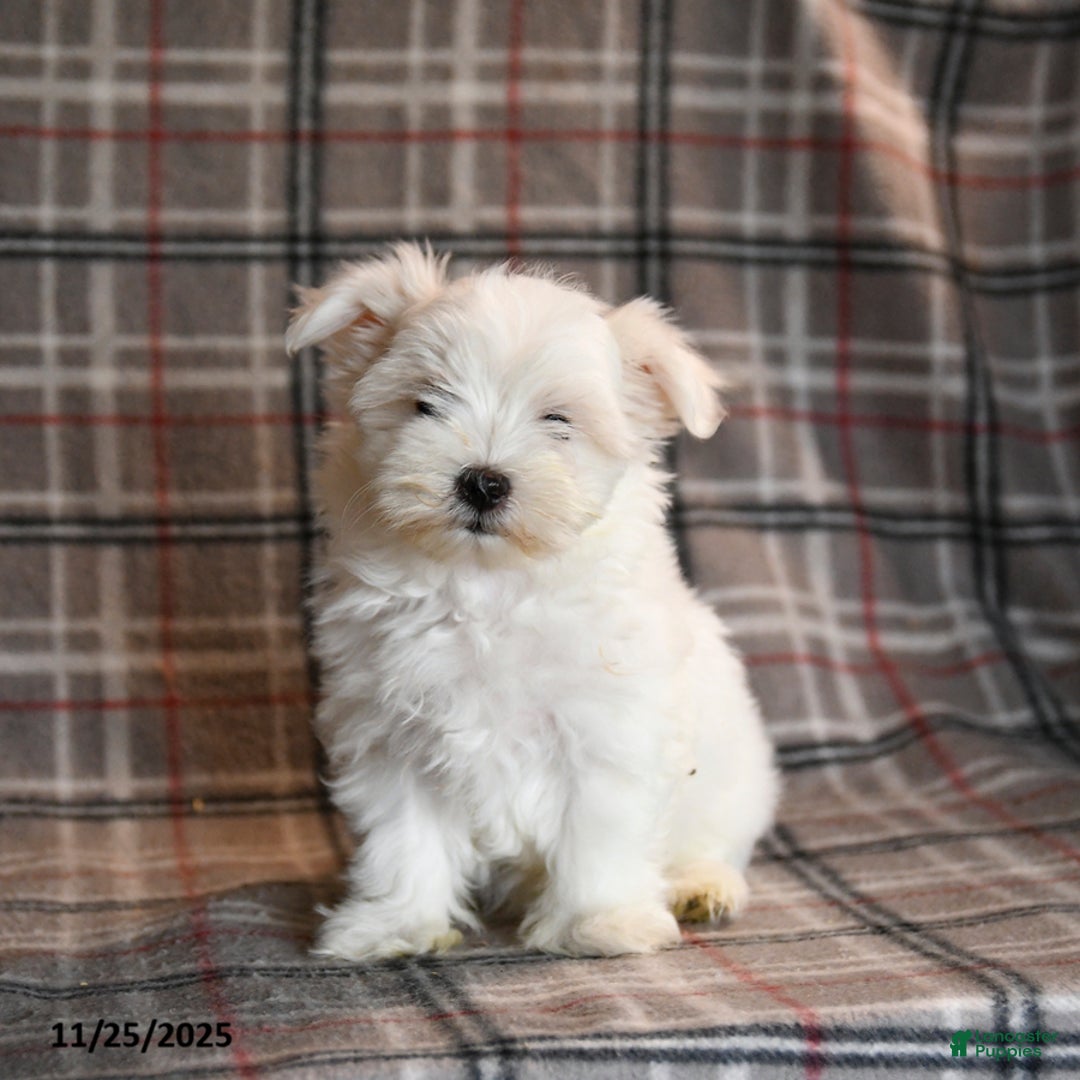 Maltese dogs for sale: Ricotta - Ad 1