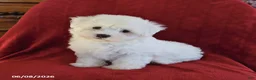 Maltese dogs for sale: Lamar - Ad 1