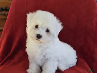Maltese dogs for sale: Lamar - Ad 1