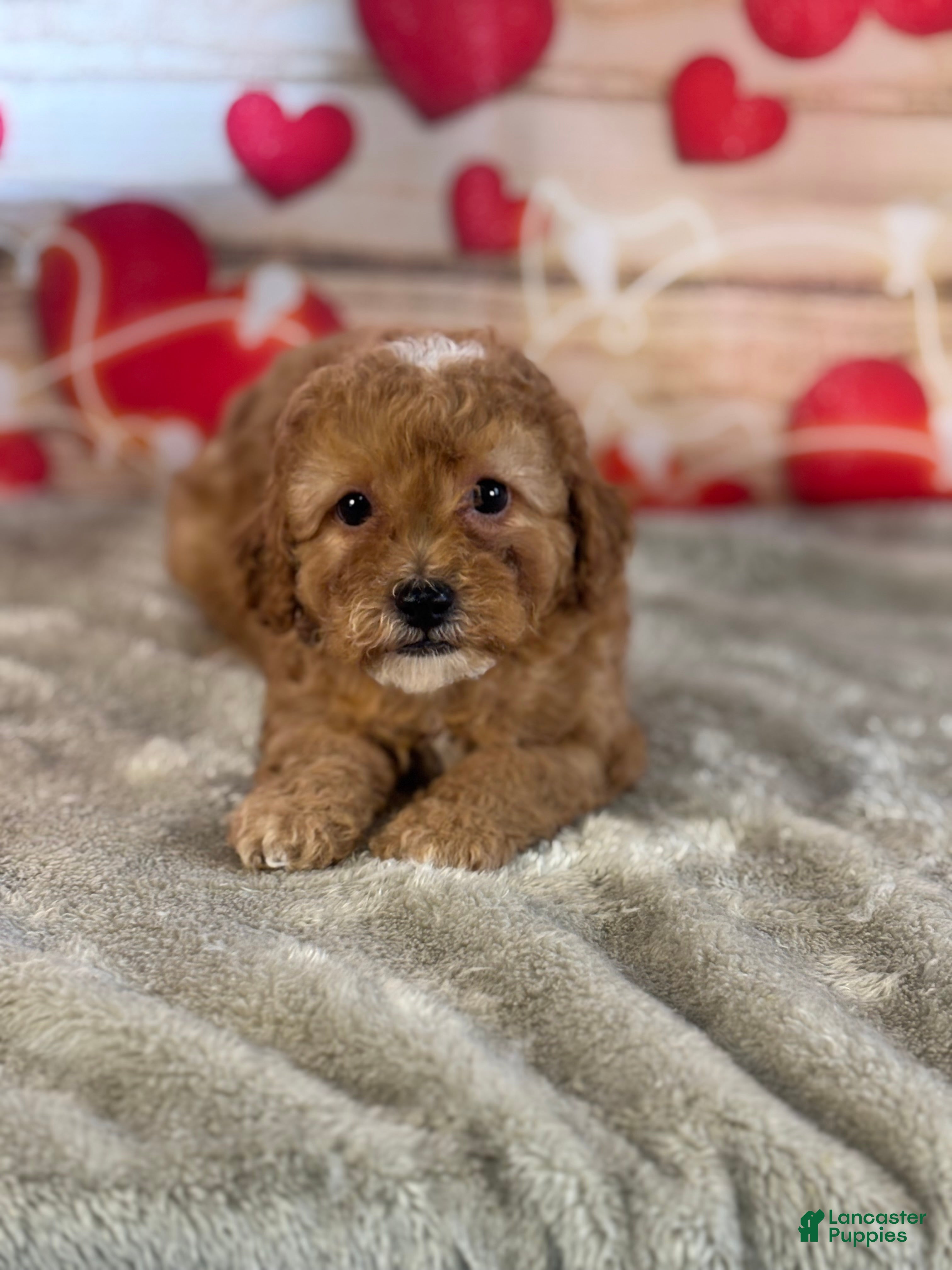 Cavapoo dogs Mason - Ad 2