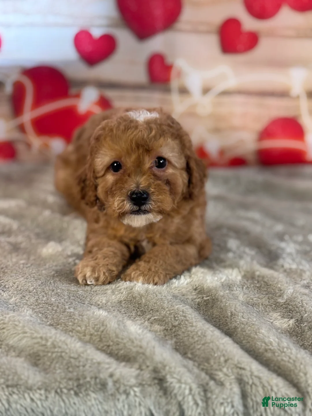 Cavapoo dogs for sale: Mason - Ad 2