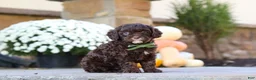Cavapoo dogs for sale: Copper - Ad 4