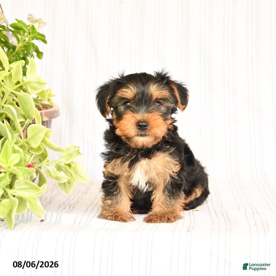 Yorkshire Terrier dogs Oscar - Ad 1