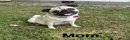 Pug dogs for sale: Orange Male - Ad 4