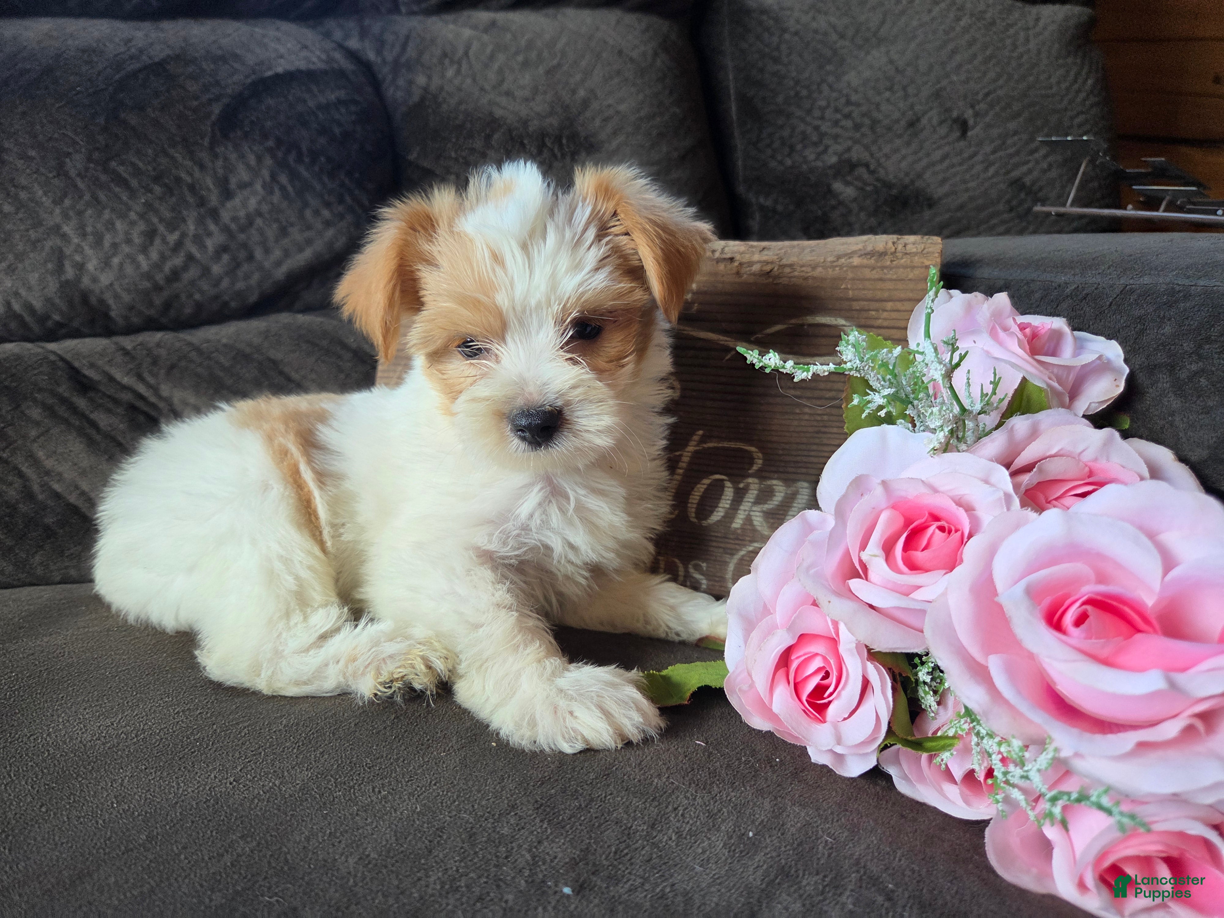Yorkshire Terrier dogs Bunny - Ad 2