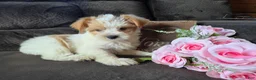 Yorkshire Terrier dogs for sale: Bunny - Ad 2