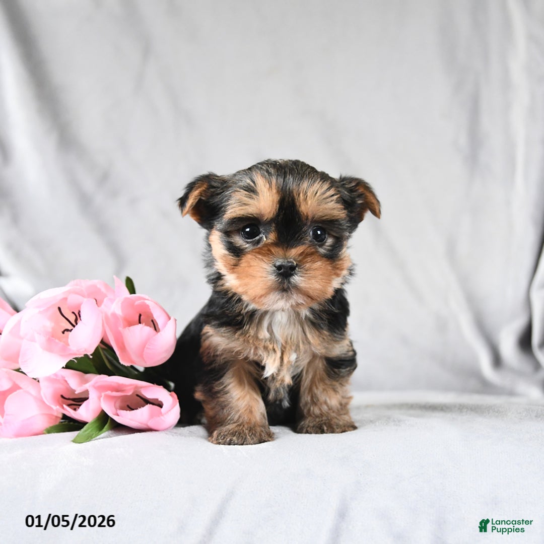 Morkie dogs for sale: Chase - Ad 2