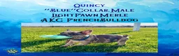 French Bulldog dogs for sale: Quincy “Blue” Collar, Male - Ad 5