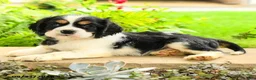 English Cocker Spaniel dogs for sale: Lance  - Ad 3