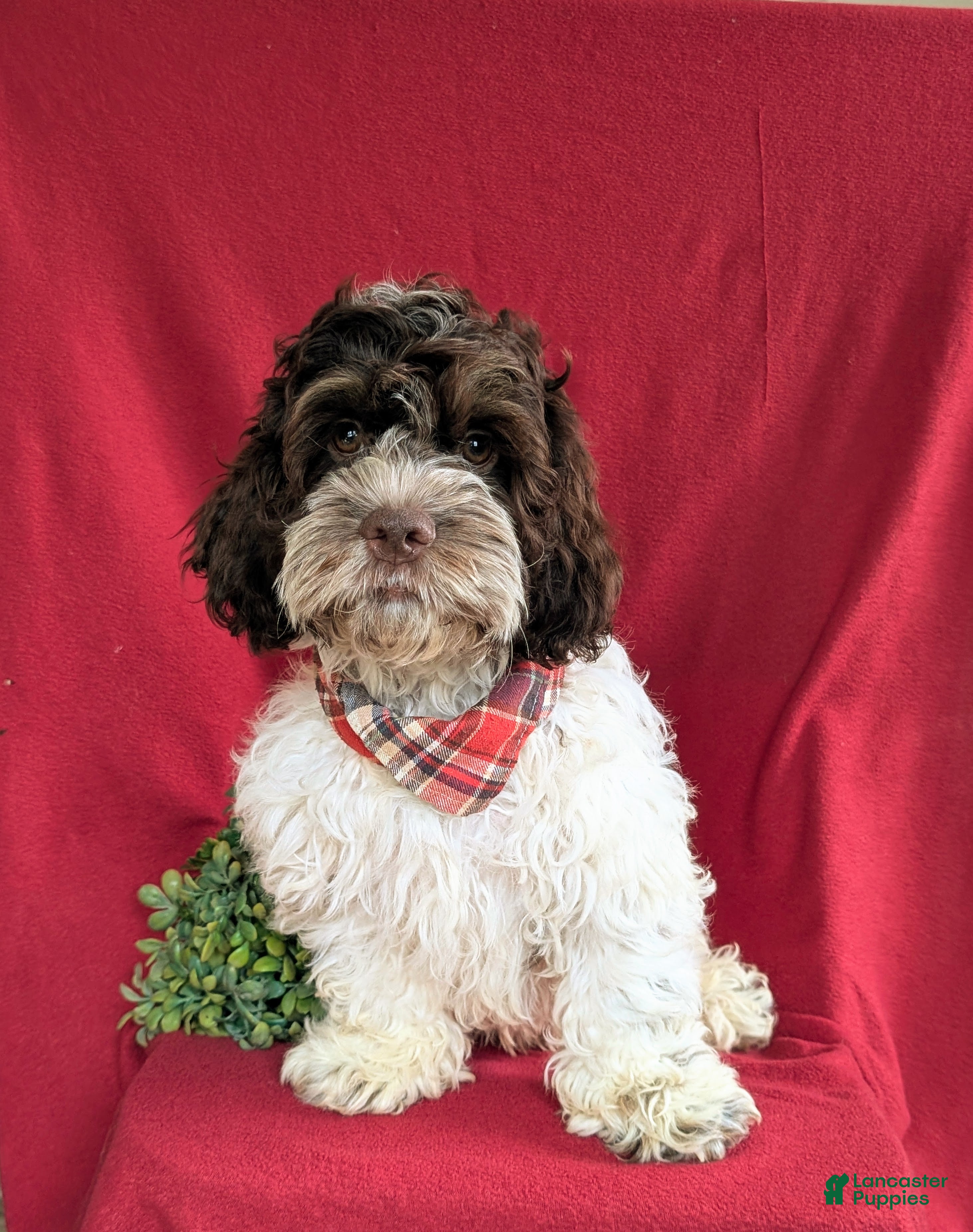 Cockapoo dogs Buddy - Ad 1