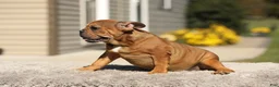 French Bulldog dogs for sale: Olive – Fawn Brindle/White - Ad 8