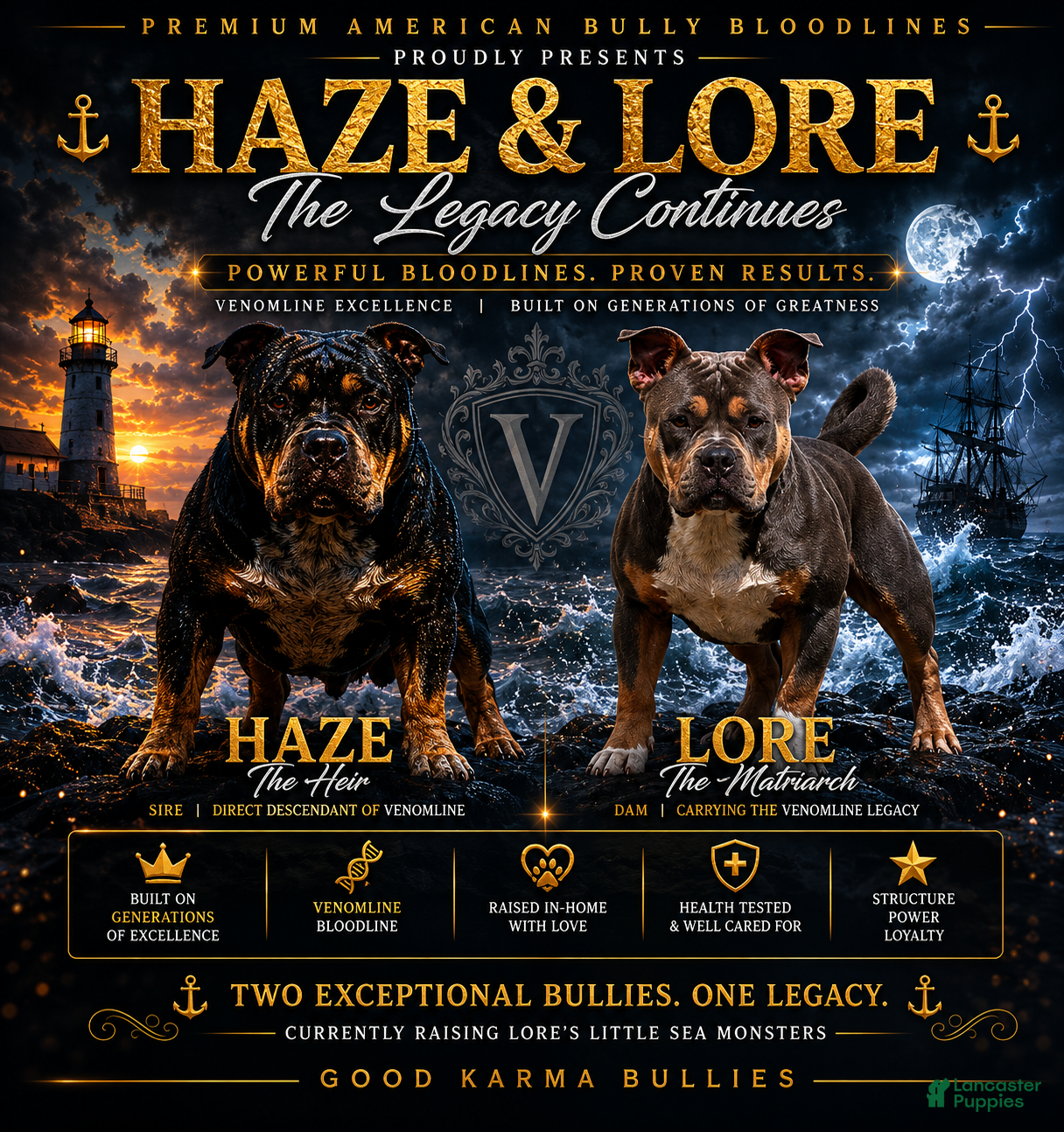 American Bully dogs Cove - Ad 2