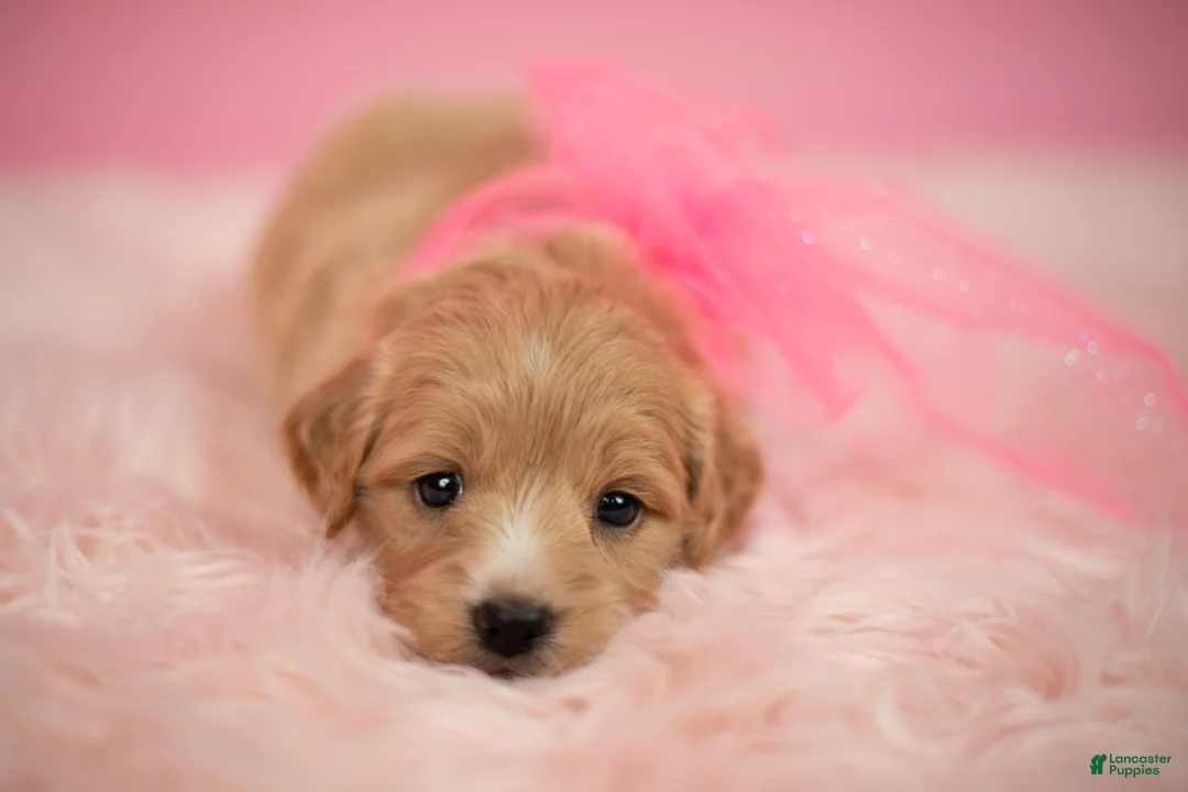 Maltipoo dogs for sale: Bella - Ad 1