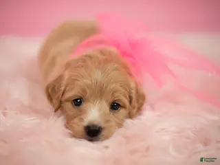 Maltipoo dogs Bella - Ad 18