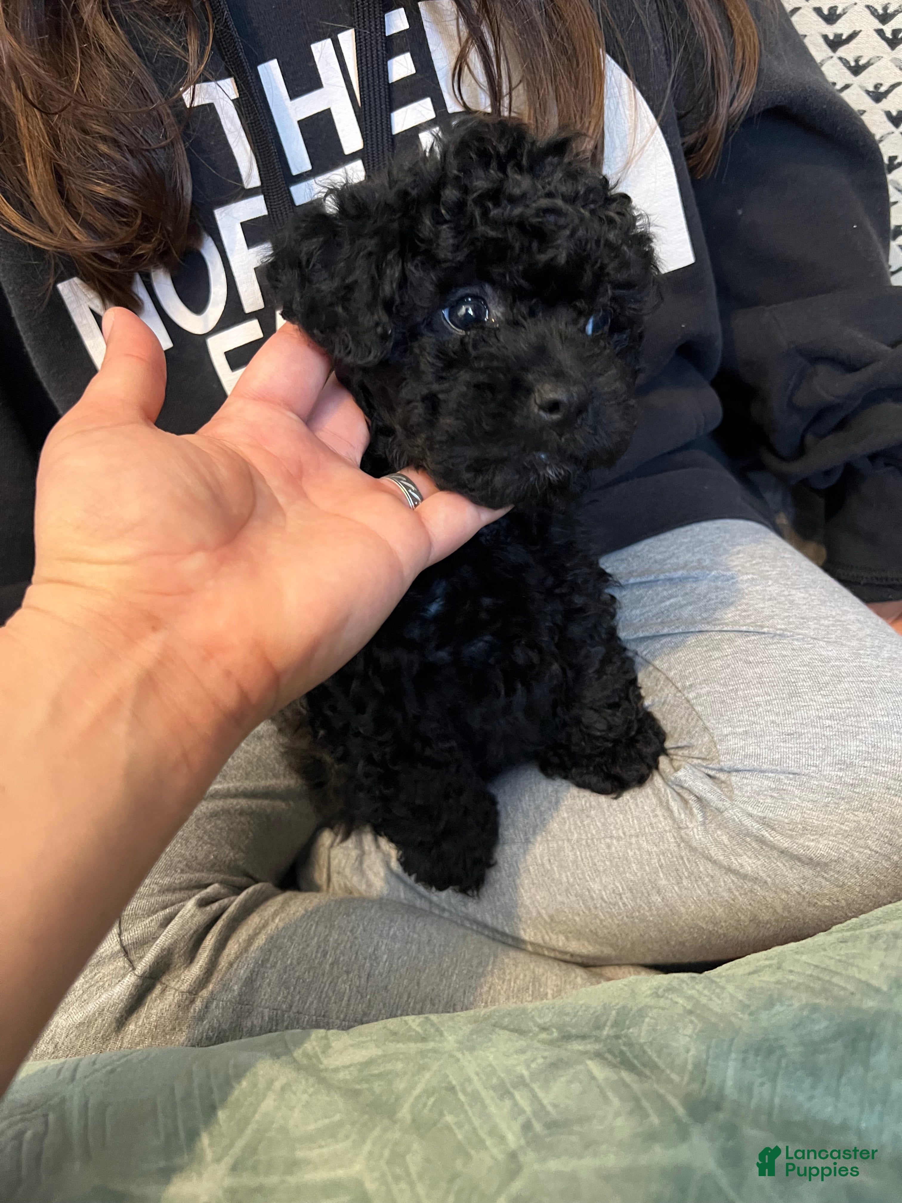 Toy Poodle dogs Toy poodle  - Ad 2