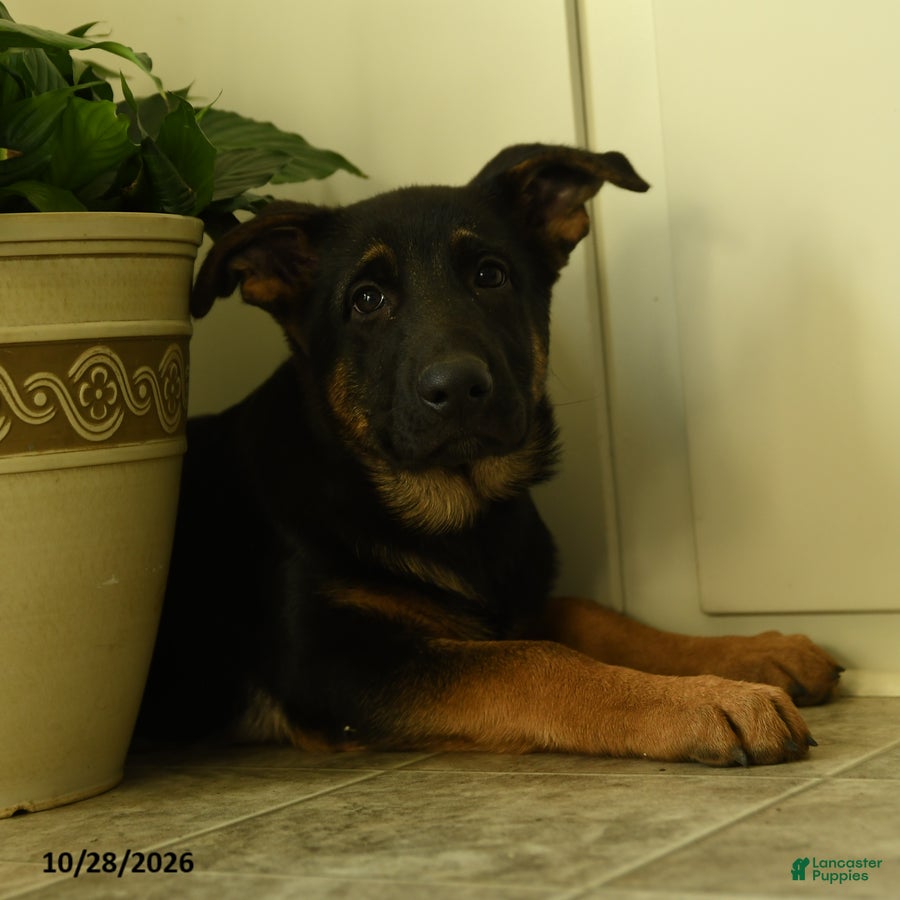 German Shepherd dogs for sale: Sasha - Ad 1