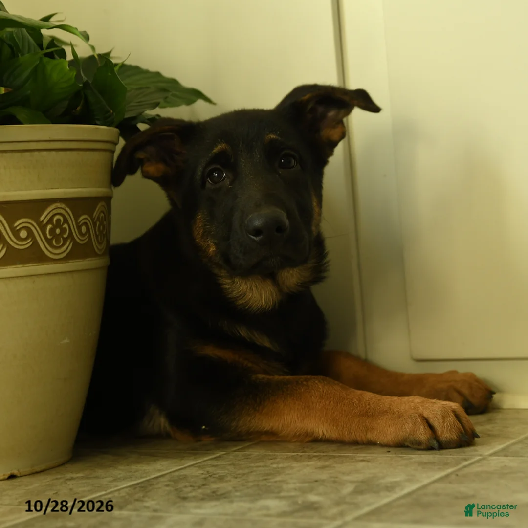 German Shepherd dogs for sale: Sasha - Ad 1
