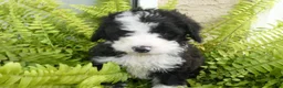 Bernedoodle dogs for sale: George - Ad 3