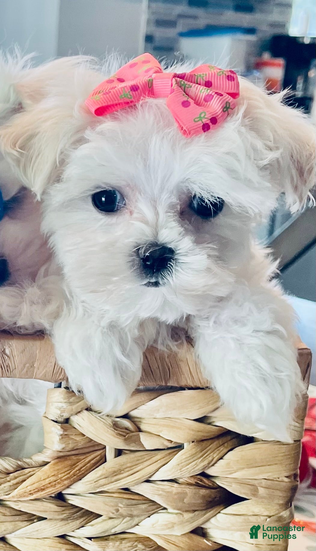 Maltese dogs Teacup Lily - Ad 1