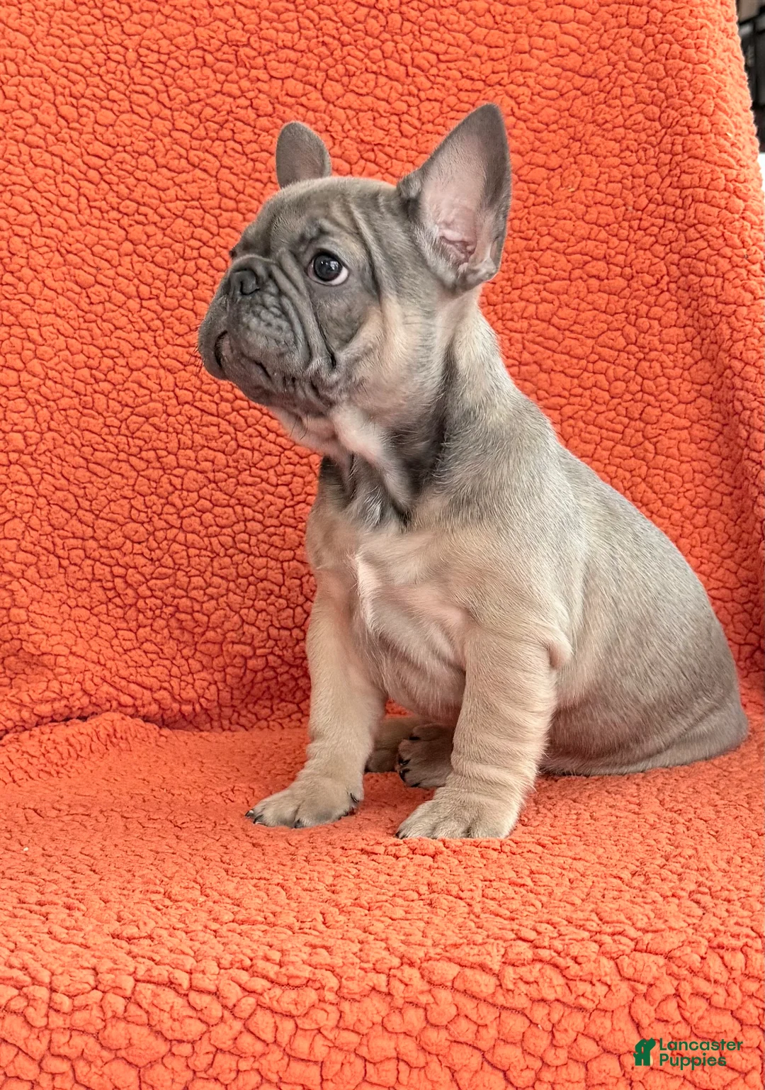 French Bulldog dogs for sale: French Bulldog Puppy 3 - Ad 2