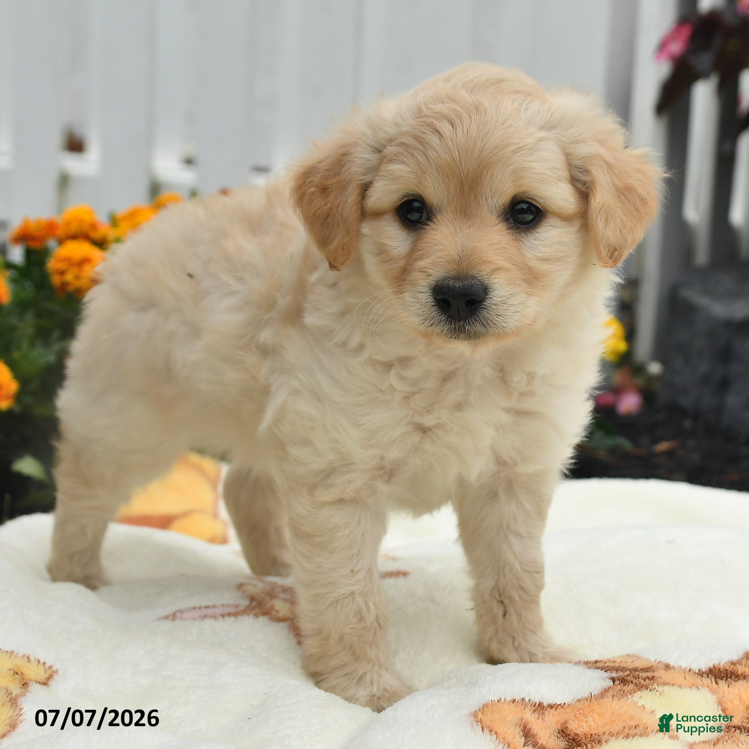 Mixed Breed dogs Fin  - Ad 2