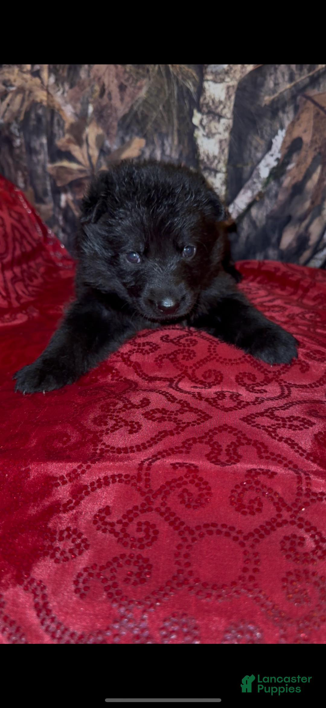 German Shepherd dogs for sale: Sussie B - Ad 11