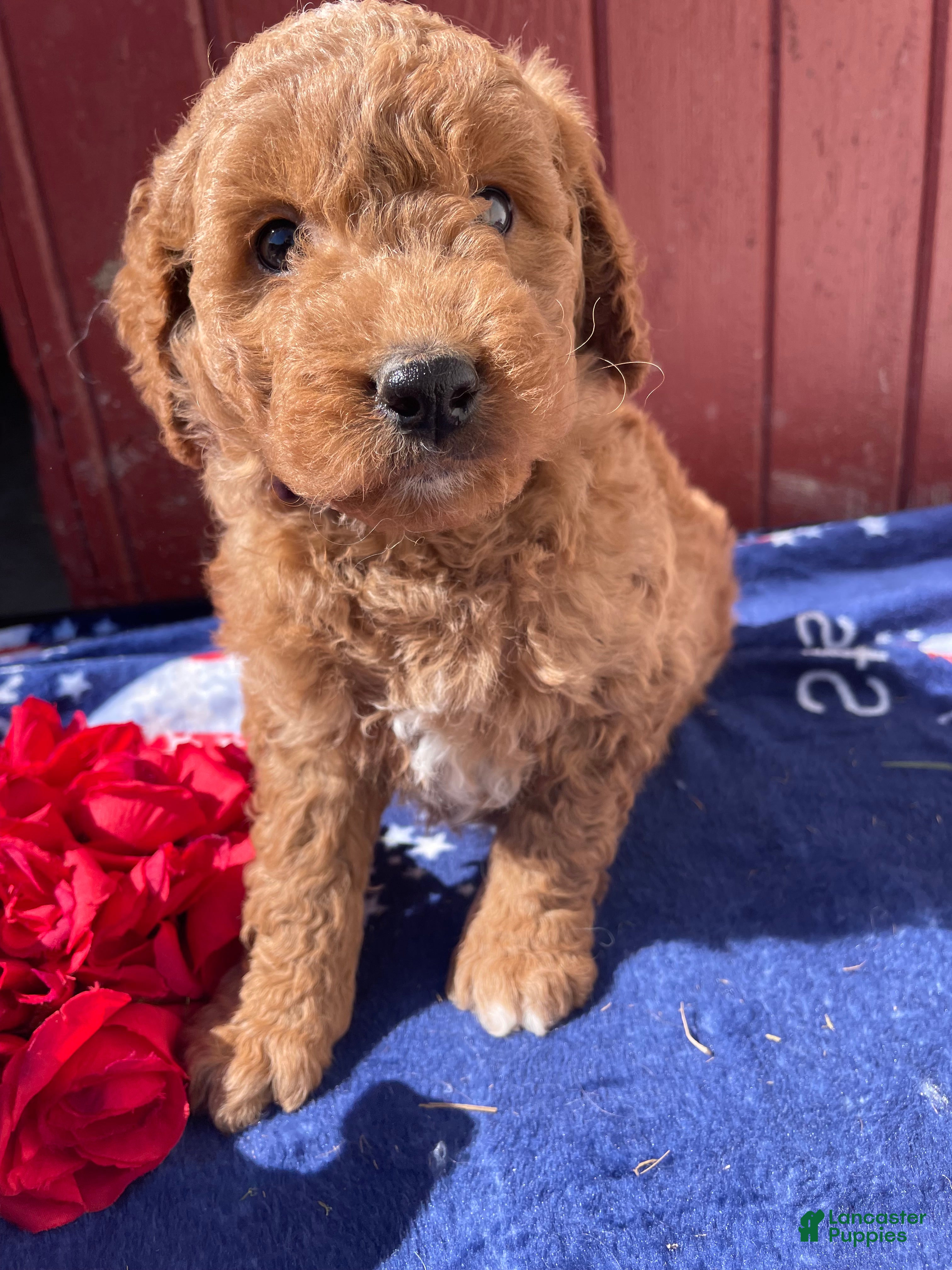 Mini Goldendoodle dogs Ross - Ad 8