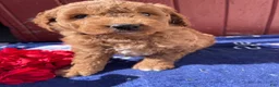 Mini Goldendoodle dogs for sale: Ross - Ad 3