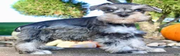 Miniature Schnauzer dogs for sale: Lily Female AKC Mini Schnauzer - Ad 8