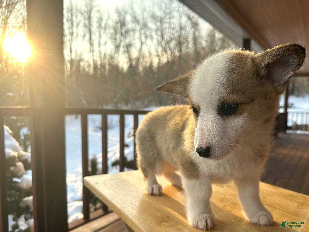 Welsh Corgi Pembroke dogs for sale: Maggie - Ad 11