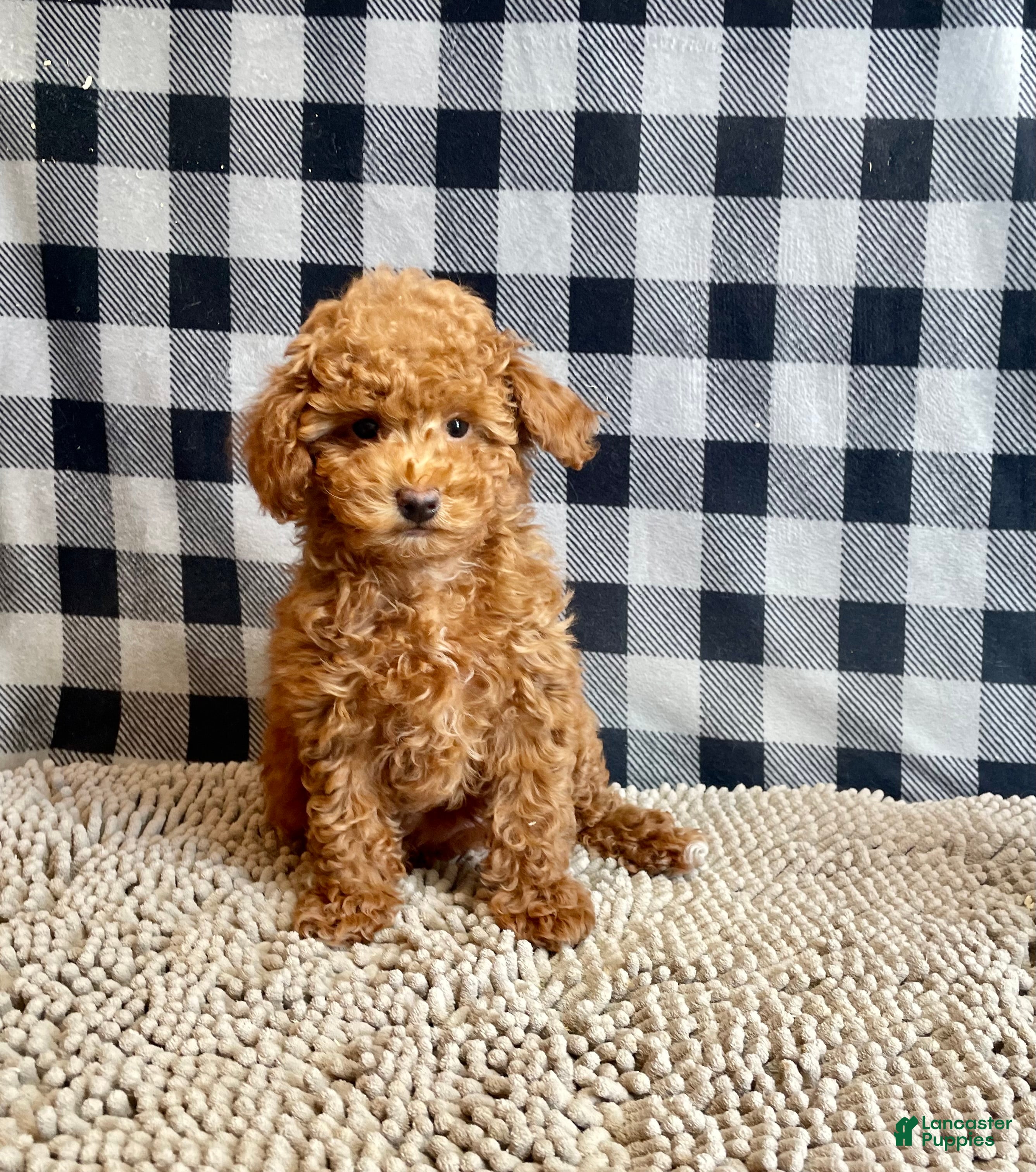 Miniature Poodle dogs Nancy - Ad 1
