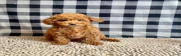 Miniature Poodle dogs for sale: Nancy - Ad 1