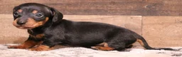 Miniature Dachshund dogs for sale: Snoopy black/tan smoothcoat male - Ad 3