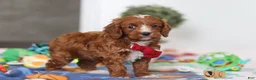 Cavapoo dogs for sale: Jaxon - Ad 1