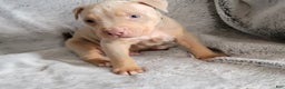American Bully dogs for sale: Simba - Ad 7