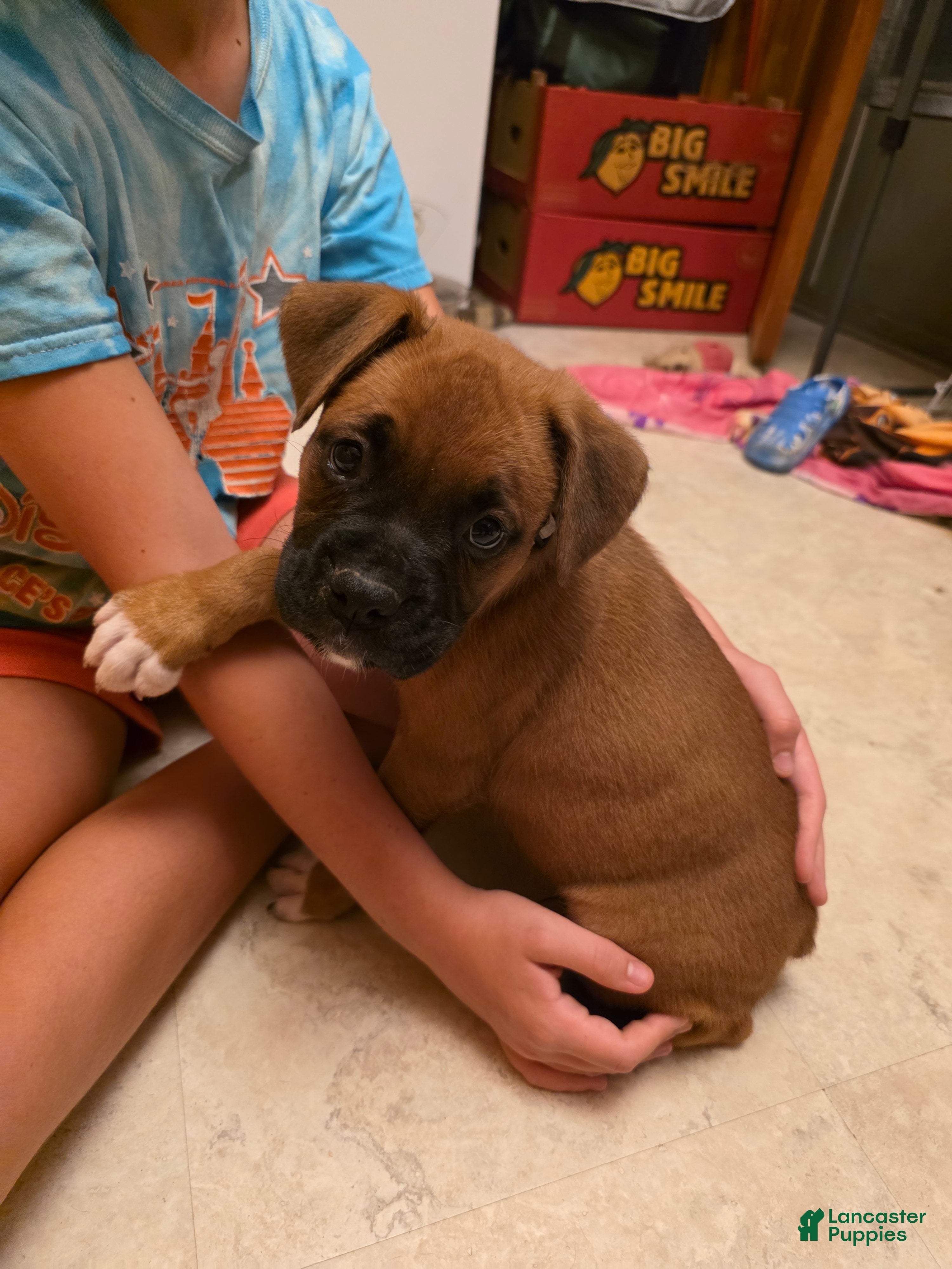 Boxer dogs for sale: Bear - Ad 2