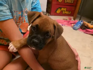 Boxer dogs Bear - Ad 23