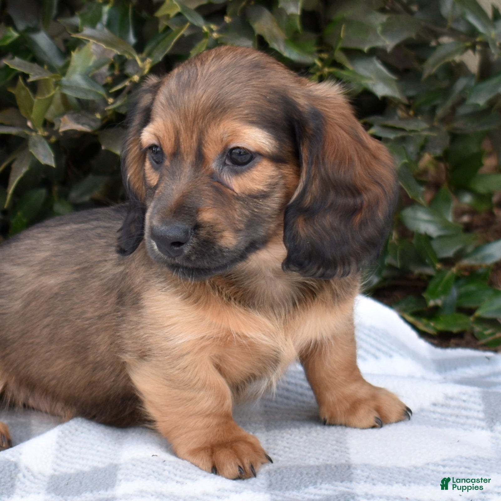Miniature Dachshund dogs Strudel - Ad 1