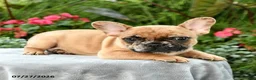 French Bulldog dogs for sale: Spencer - Ad 5