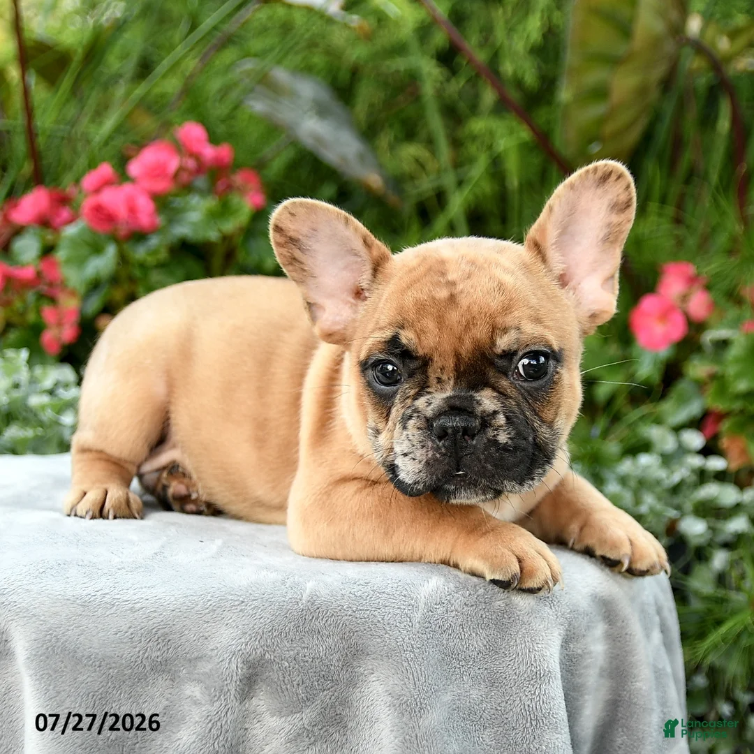 French Bulldog dogs for sale: Spencer - Ad 5
