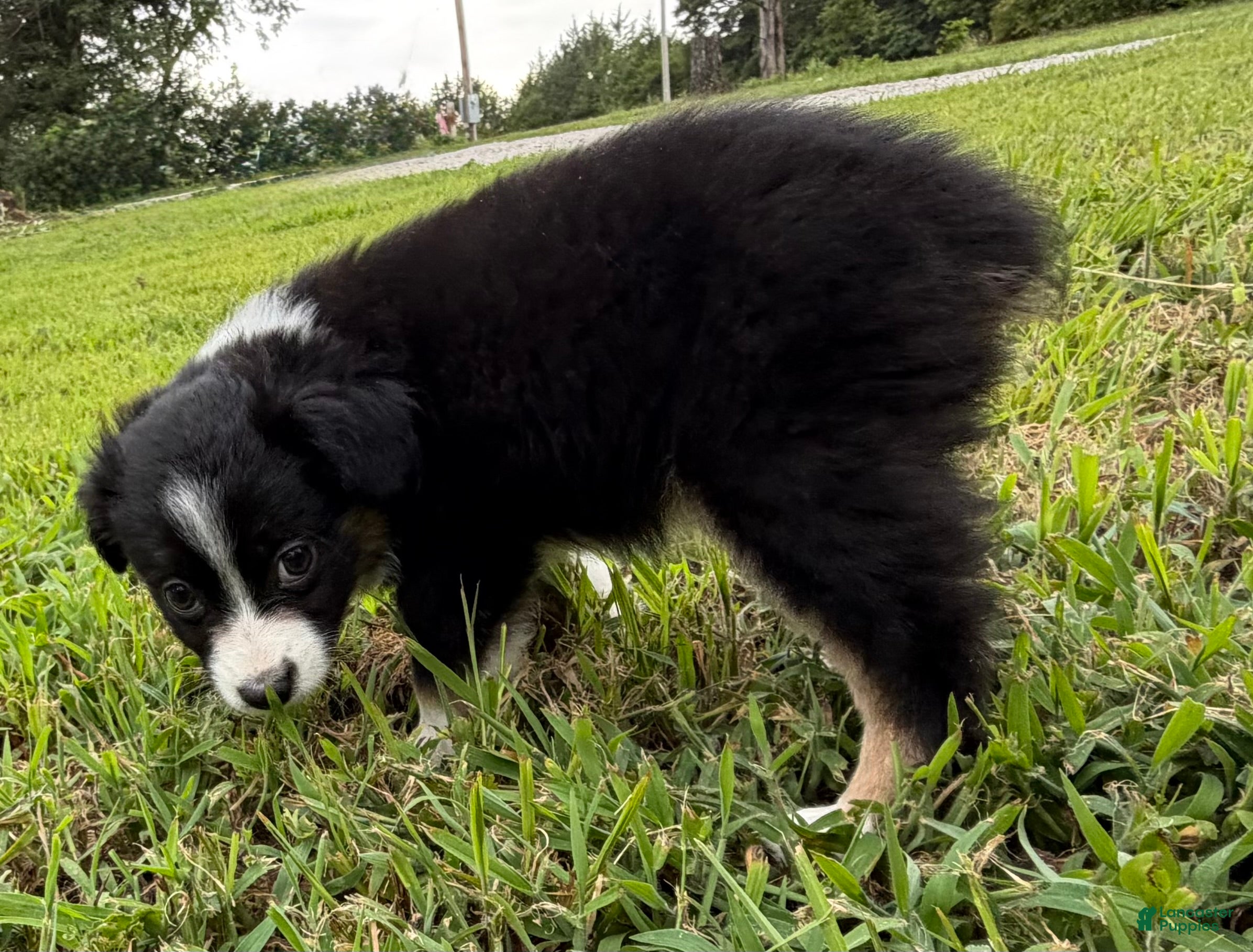 Miniature Australian Shepherd dogs Miniature Australian Shepherd 3 - Ad 17