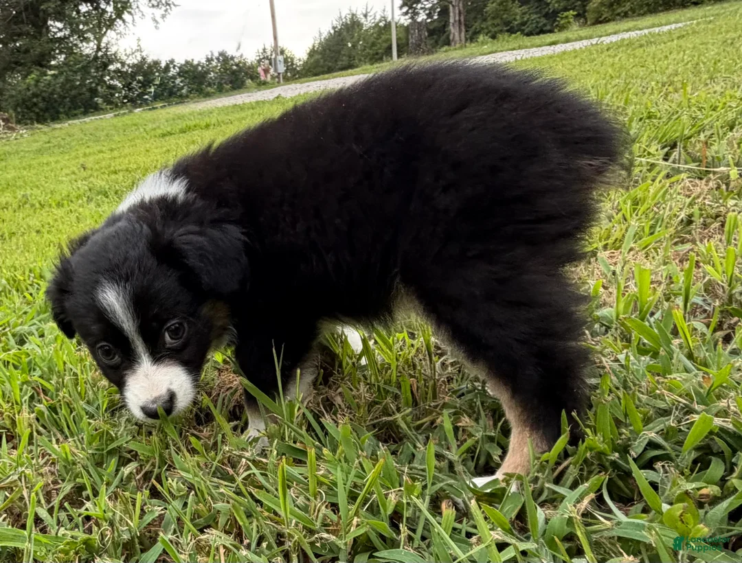 Miniature Australian Shepherd dogs for sale: Miniature Australian Shepherd 3 - Ad 1