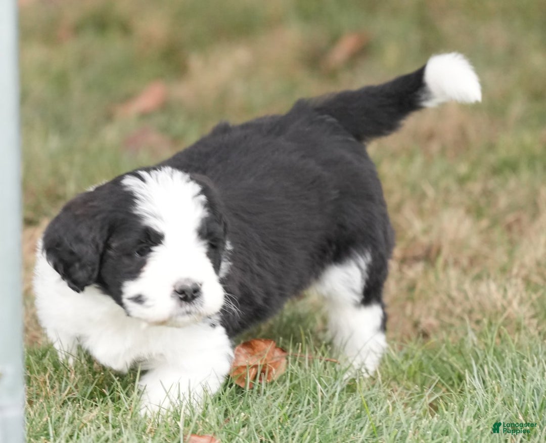 Saint Berdoodles dogs for sale: Bear - Ad 2