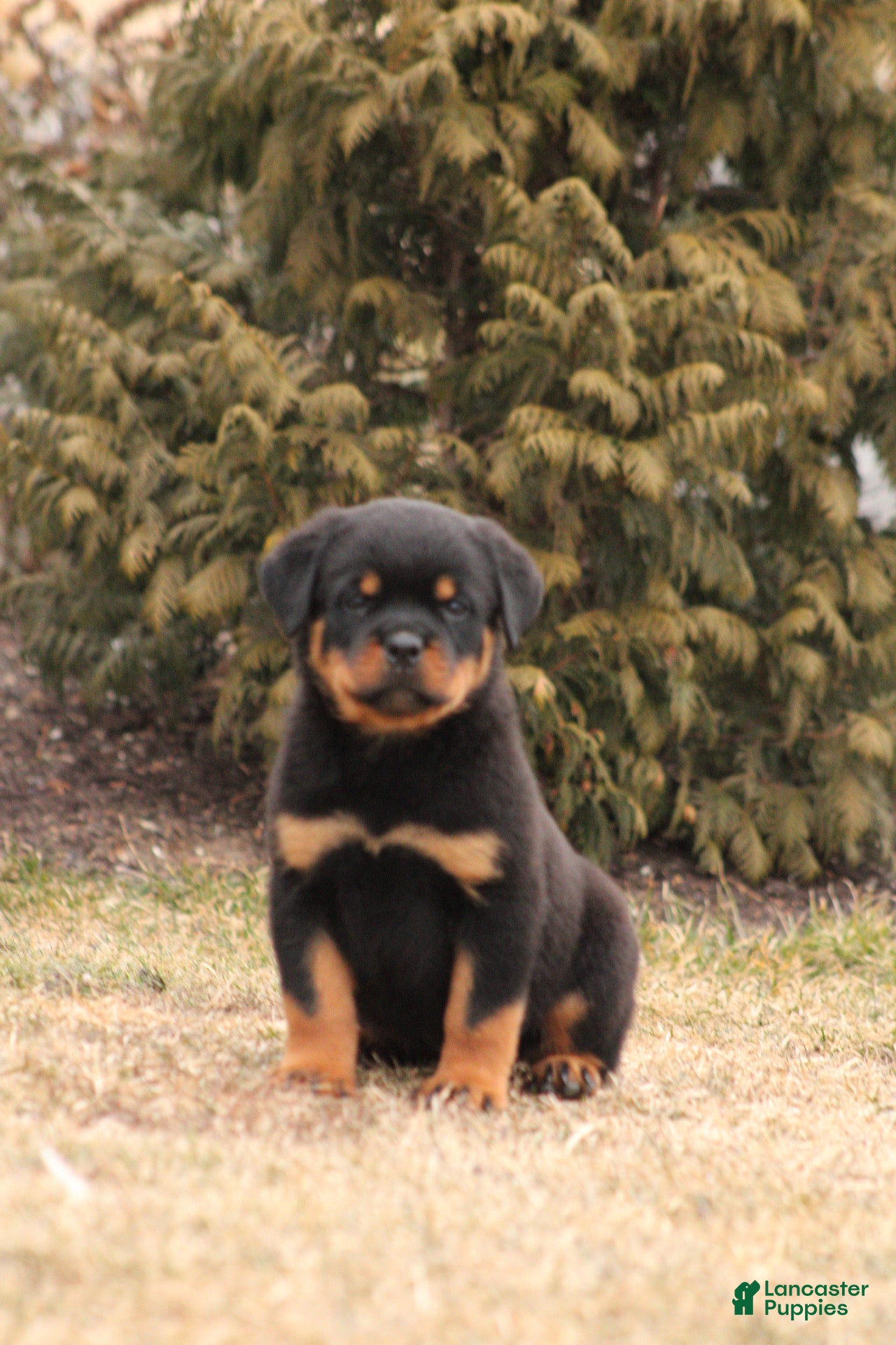 Rottweiler dogs Molly - Ad 1