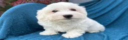 Mixed Breed dogs for sale: Stuart - Ad 3
