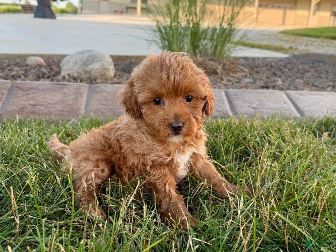 Cavapoo dogs for sale: Karla - Ad 11