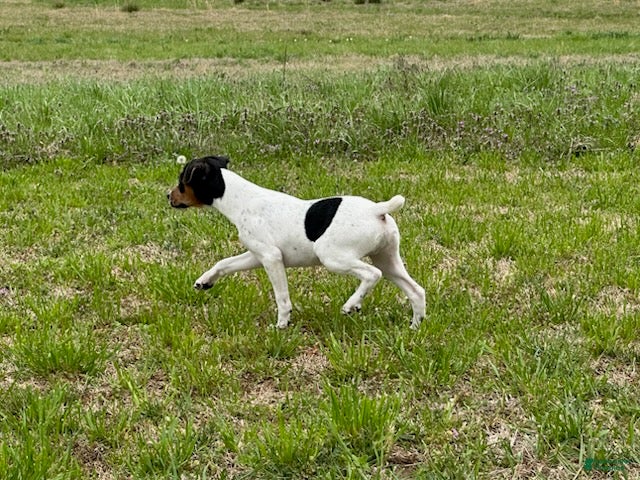 Jack Russell Terrier dogs Jack Russell Terrier Boy 2 - Ad 1