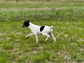 Jack Russell Terrier dogs for sale: Jack Russell Terrier Boy 2 - Ad 1