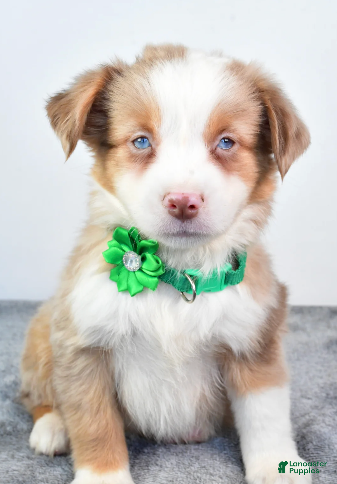 Miniature Australian Shepherd dogs for sale: Ava - Ad 1