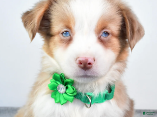 Miniature Australian Shepherd dogs Ava - Ad 34